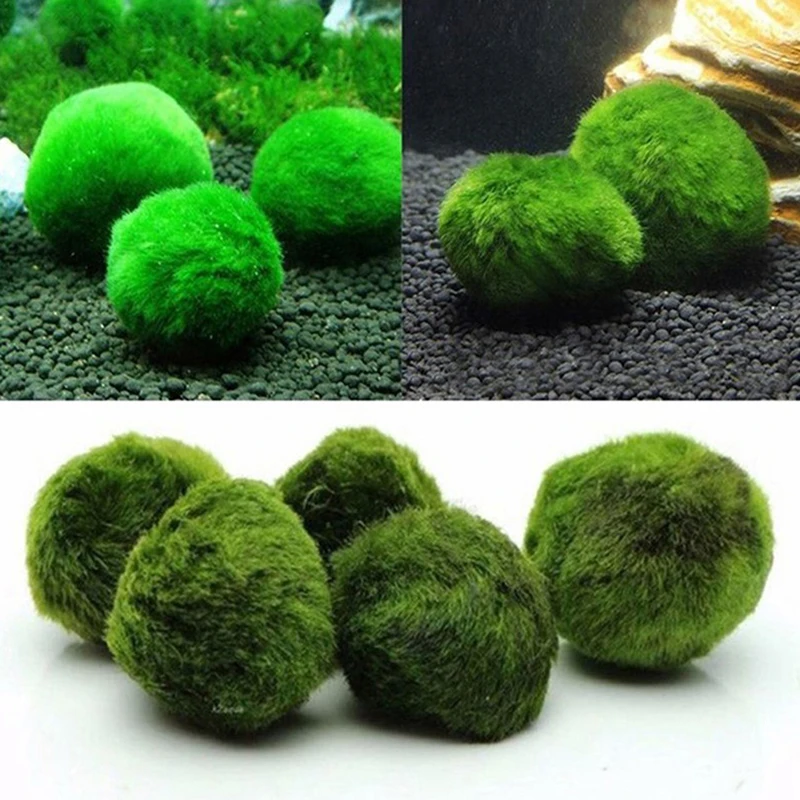 Aquarium Plant Echinodorus - 1 Stück 3-4cm Moosbälle Lebende Aquarienpflanze