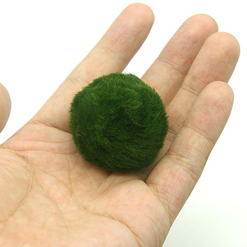 Aquarium Plant Echinodorus - 3-4cm Marimo Moos kugeln leben Aquarium