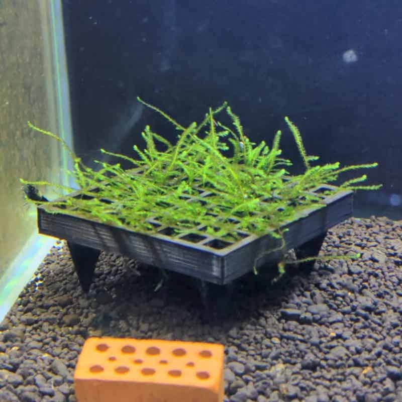 Aquarium Plant Echinodorus - Aquarium-Mooskäfighalter, Lebendmoos-Wachstumskorb für Fischbecken, Aquatische Pflanzendekoration