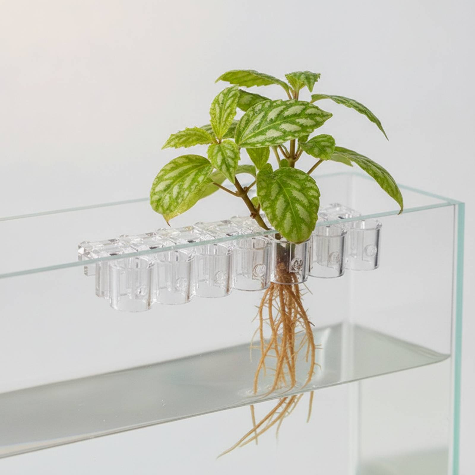 6 Stück Aquarium-Pflanzhalter, – Aquarium Plant Bewertung und Preis