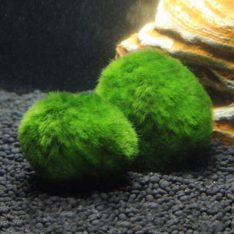 3-4cm Marimo Moos kugeln leben – Aquarium Plant Echinodorus Bewertung und Preis