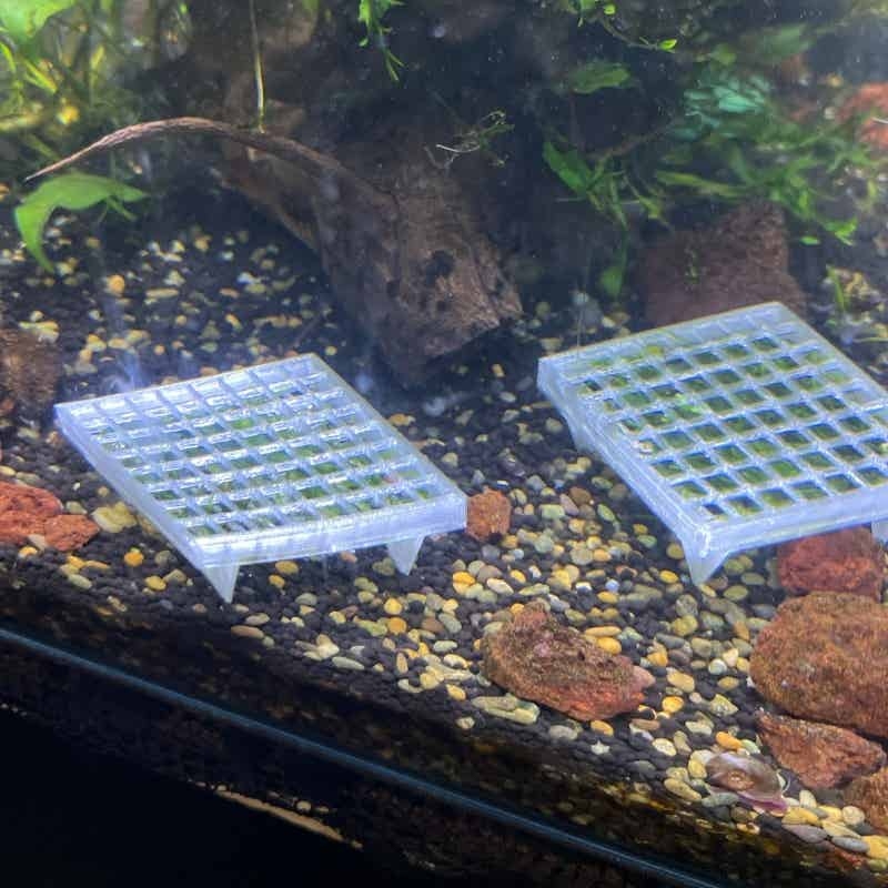 Aquarium-Mooskäfighalter, Lebe – Aquarium Plant Echinodorus Bewertung und Preis