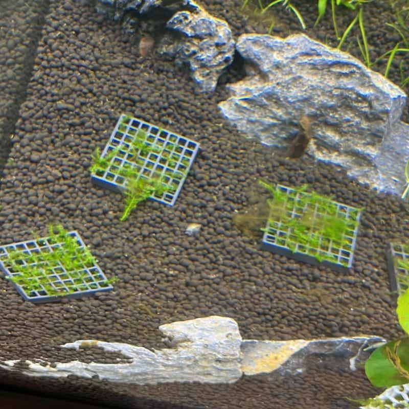 Aquarium-Mooskäfighalter, Lebe – Aquarium Plant Echinodorus Bewertung und Preis