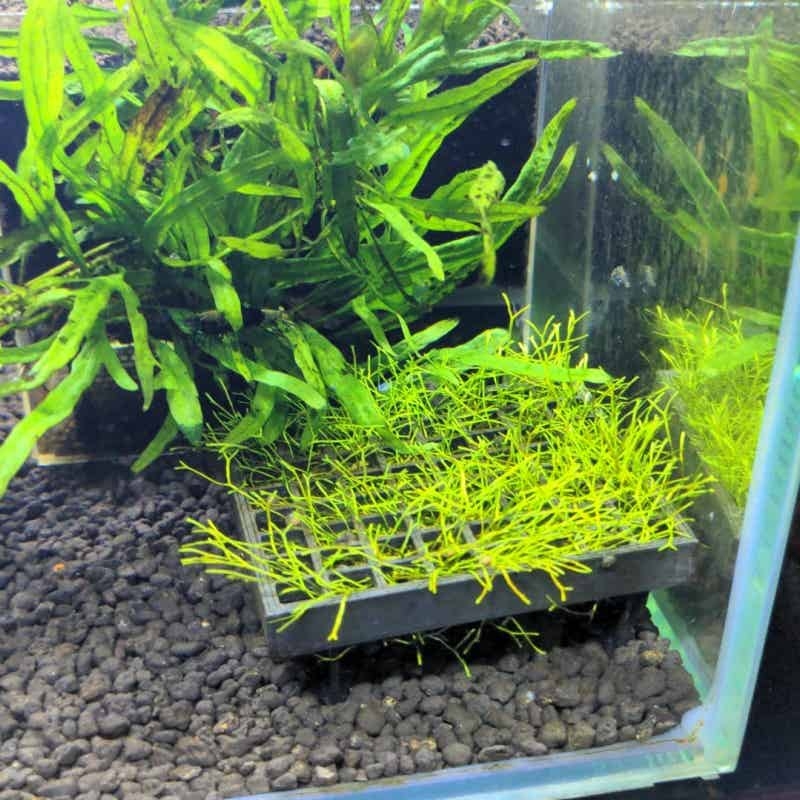 Aquarium-Mooskäfighalter, Lebe – Aquarium Plant Echinodorus Bewertung und Preis