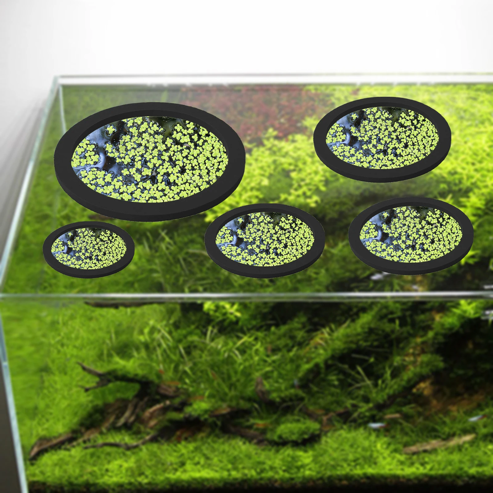 5Pcs EVA Fisch Fütterung Ring  – Aquarium Plant Bewertung und Preis
