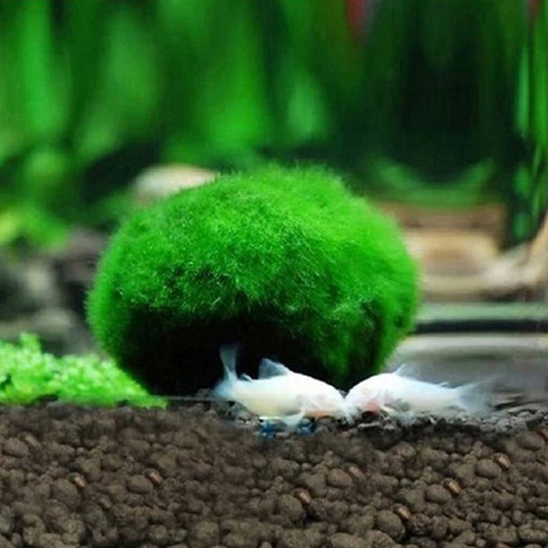 3-4cm Marimo Moosbälle Lebende – Aquarium Plant Echinodorus Bewertung und Preis