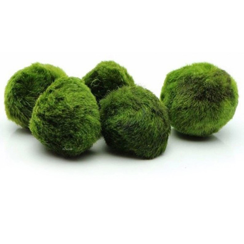 3-4cm Marimo Moosbälle Lebende – Aquarium Plant Echinodorus Bewertung und Preis