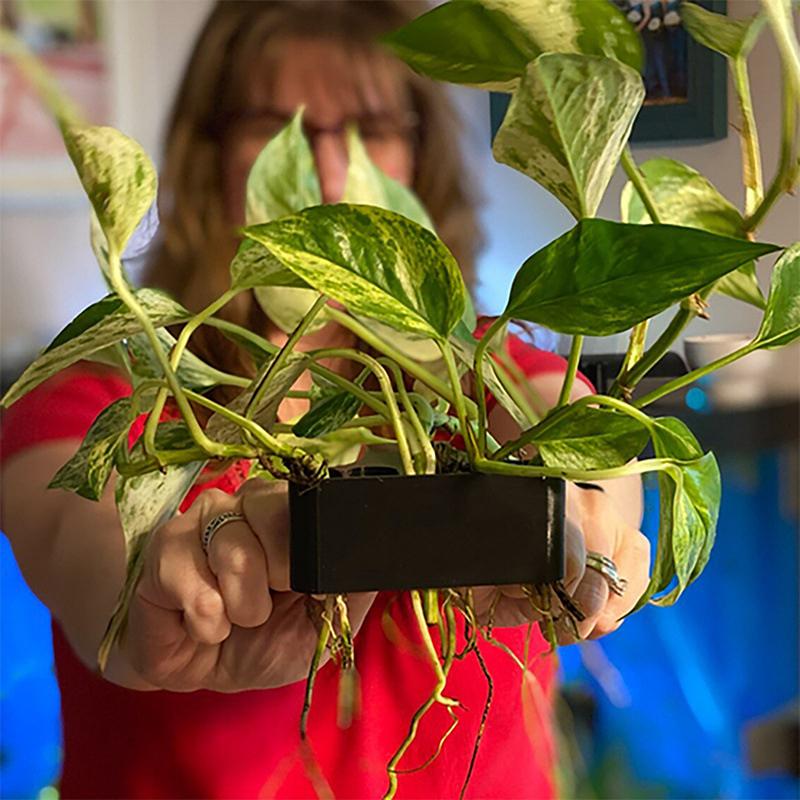 1 2 3 Stück Aquarium-Pflanzens – Aquarium Planted Set Up Bewertung und Preis