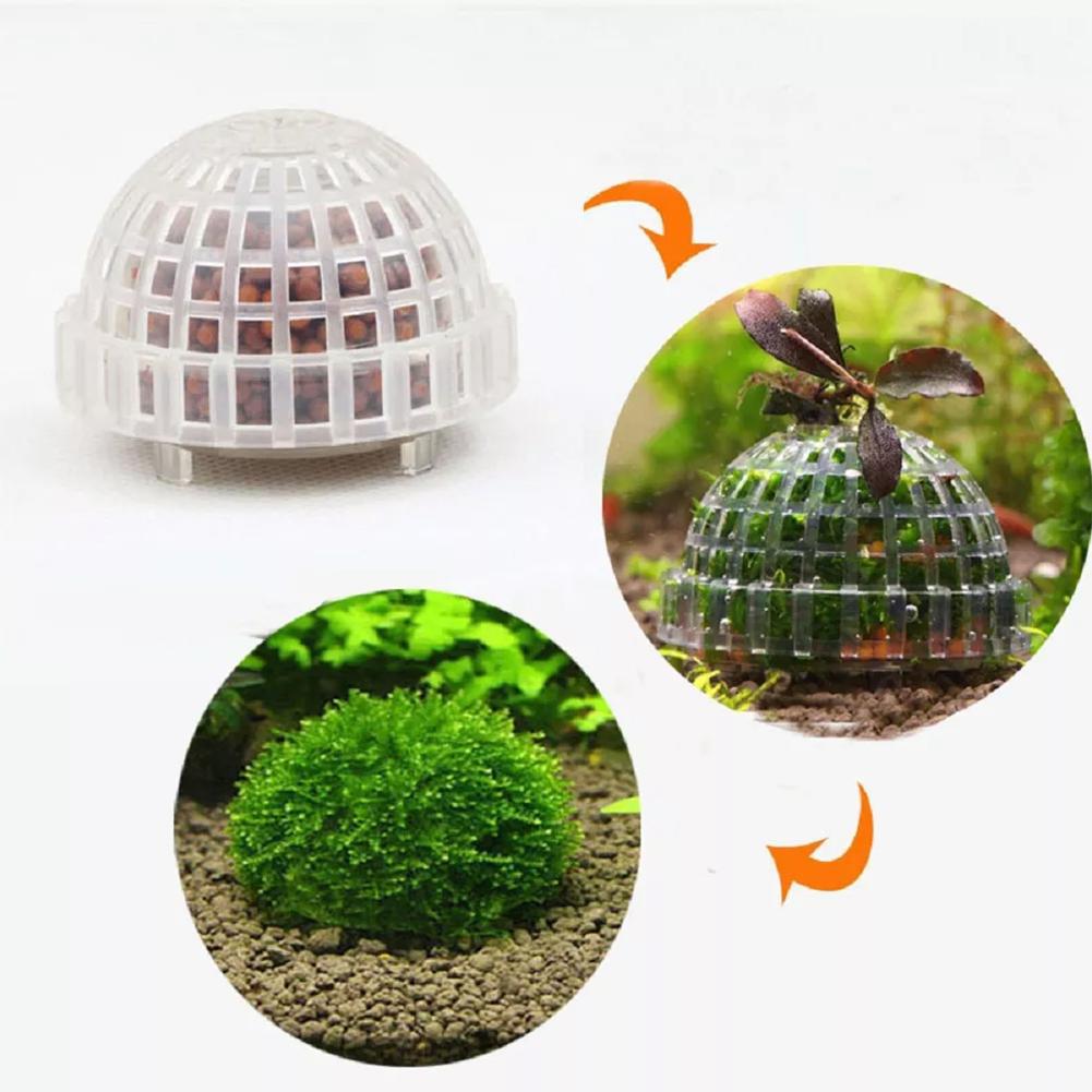 1pc Aquatische Haustier Liefer – Aquarium Plant Echinodorus Bewertung und Preis
