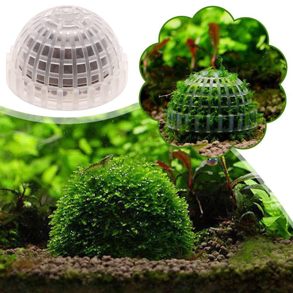 1pc Aquatische Haustier Liefer – Aquarium Plant Echinodorus Bewertung und Preis