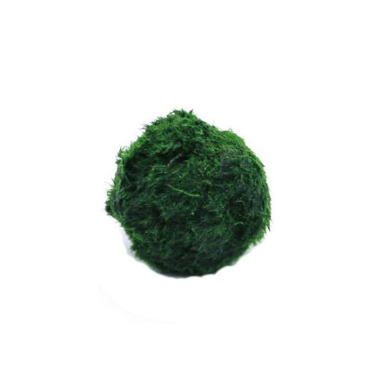 3-4cm Marimo Moosbälle Lebende – Aquarium Plant Echinodorus Bewertung und Preis